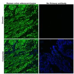 Invitrogen Desmin Polyclonal Antibody 100 &mu;L; Unconjugated:Antibodies,