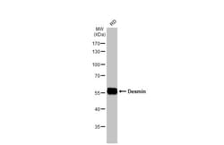 Invitrogen Desmin Polyclonal Antibody 100 &mu;L; Unconjugated:Antibodies,