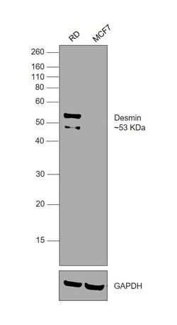 Invitrogen Desmin Polyclonal Antibody 100 &mu;L; Unconjugated:Antibodies,