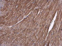 Invitrogen ALDH7A1 Polyclonal Antibody 100 &mu;L; Unconjugated:Antibodies,