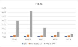 Invitrogen HIF-2 alpha Polyclonal Antibody 100 &mu;L | Buy Online | Invitrogen&trade; | Fisher Scientific