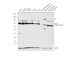Invitrogen GLB1 Polyclonal Antibody 100 &mu;L; Unconjugated:Antibodies,
