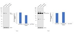 Invitrogen GLB1 Polyclonal Antibody 100 &mu;L; Unconjugated:Antibodies,