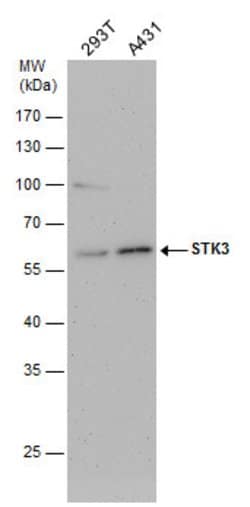 Invitrogen MST2 Polyclonal Antibody 100 &mu;L; Unconjugated:Anticorps,