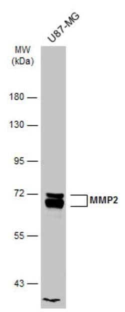 Invitrogen MMP2 Polyclonal Antibody 100 &mu;L; Unconjugated:Antibodies,