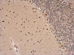 Invitrogen CSB Polyclonal Antibody 100 &mu;L; Unconjugated:Antibodies,