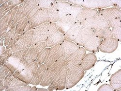 Invitrogen CSB Polyclonal Antibody 100 &mu;L; Unconjugated:Antibodies,