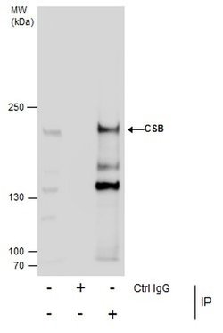 Invitrogen CSB Polyclonal Antibody 100 &mu;L; Unconjugated:Antibodies,