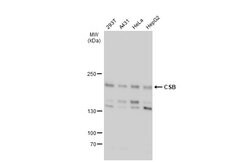 Invitrogen CSB Polyclonal Antibody 100 &mu;L; Unconjugated:Antibodies,