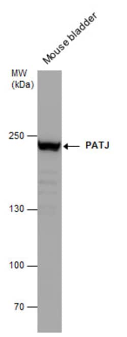 Invitrogen PATJ Polyclonal Antibody 100 &mu;L; Unconjugated:Antibodies,