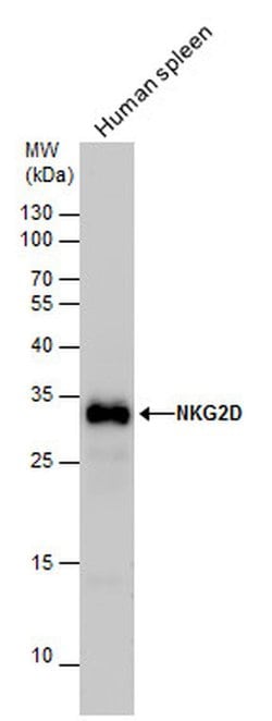 Invitrogen NKG2D Polyclonal Antibody 100 &mu;L; Unconjugated:Antibodies,