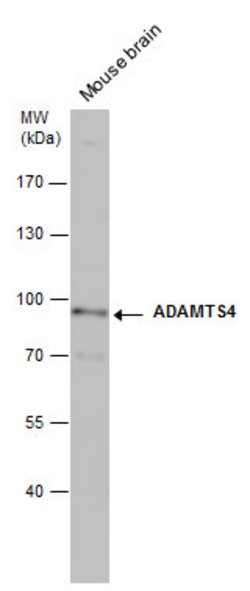 Invitrogen ADAMTS4 Polyclonal Antibody 100 &mu;L; Unconjugated:Antibodies,