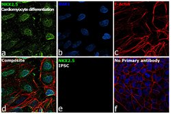 Invitrogen Nkx2.5 Polyclonal Antibody 100 &mu;L; Unconjugated:Antibodies,