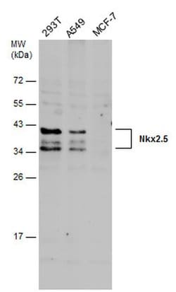 Invitrogen Nkx2.5 Polyclonal Antibody 100 &mu;L; Unconjugated:Antibodies,