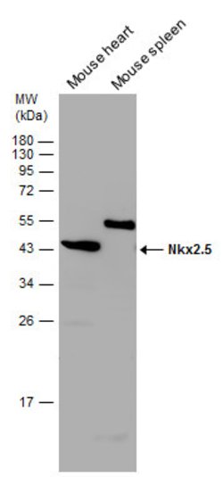 Invitrogen Nkx2.5 Polyclonal Antibody 100 &mu;L; Unconjugated:Antibodies,