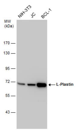 Invitrogen L-Plastin Polyclonal Antibody 100 &mu;L; Unconjugated:Antibodies,