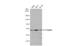 Invitrogen L-Plastin Polyclonal Antibody 100 &mu;L; Unconjugated:Antibodies,