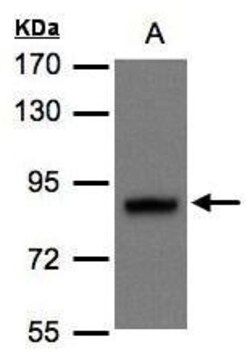 Invitrogen DISC1 Polyclonal Antibody 100 &mu;L; Unconjugated:Antibodies,