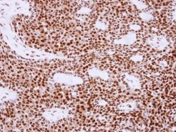 Invitrogen APE1 Polyclonal Antibody 100 &mu;L; Unconjugated:Antibodies,
