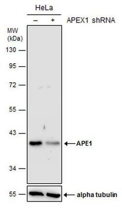 Invitrogen APE1 Polyclonal Antibody 100 &mu;L; Unconjugated:Antibodies,