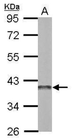 Invitrogen APE1 Polyclonal Antibody 100 &mu;L; Unconjugated:Antibodies,