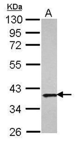 Invitrogen APE1 Polyclonal Antibody 100 &mu;L; Unconjugated:Antibodies,