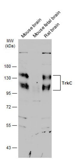 Invitrogen TrkC Polyclonal Antibody 100 &mu;L | Buy Online | Invitrogen&trade; | Fisher Scientific