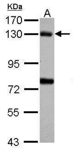 Invitrogen Bub1 Polyclonal Antibody 100 &mu;L; Unconjugated:Antibodies,
