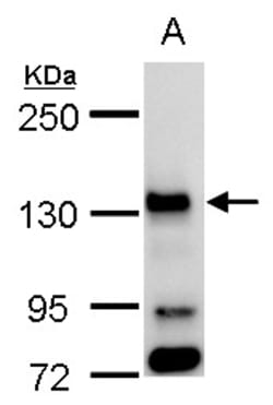 Invitrogen Bub1 Polyclonal Antibody 100 &mu;L; Unconjugated:Antibodies,