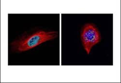 Invitrogen Bub1 Polyclonal Antibody 100 &mu;L; Unconjugated:Antibodies,