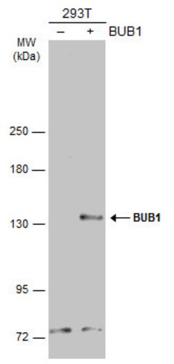 Invitrogen Bub1 Polyclonal Antibody 100 &mu;L; Unconjugated:Antibodies,