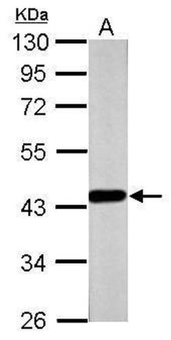 Invitrogen FOXP3 Polyclonal Antibody 100 &mu;L; Unconjugated:Antibodies,