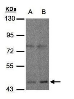 Invitrogen OPRM1 Polyclonal Antibody 100 &mu;L | Buy Online | Invitrogen&trade; | Fisher Scientific