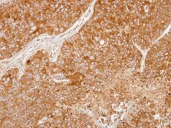 Invitrogen PRDX4 Polyclonal Antibody 100 &mu;L; Unconjugated:Antibodies,