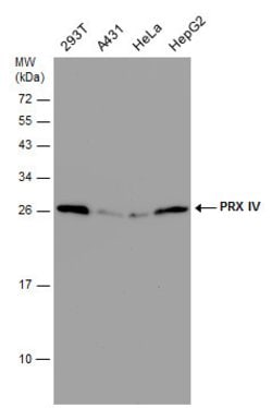 Invitrogen PRDX4 Polyclonal Antibody 100 &mu;L; Unconjugated:Antibodies,