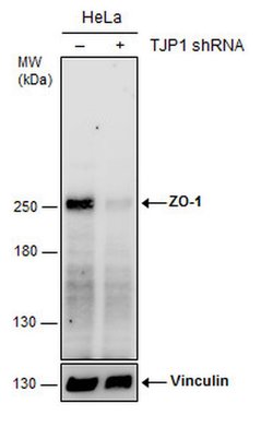 Invitrogen ZO-1 Polyclonal Antibody 100 &mu;L | Buy Online | Invitrogen&trade; | Fisher Scientific