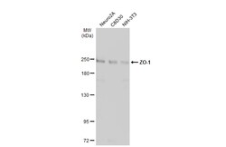 Invitrogen ZO-1 Polyclonal Antibody 100 &mu;L | Buy Online | Invitrogen&trade; | Fisher Scientific
