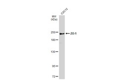 Invitrogen ZO-1 Polyclonal Antibody 100 &mu;L | Buy Online | Invitrogen&trade; | Fisher Scientific
