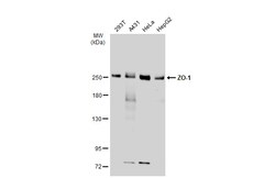 Invitrogen ZO-1 Polyclonal Antibody 100 &mu;L | Buy Online | Invitrogen&trade; | Fisher Scientific