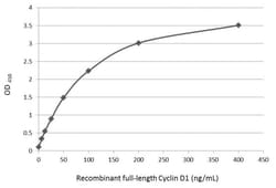 Invitrogen Cyclin D1 Polyclonal Antibody 100 &mu;L; Unconjugated:Antibodies,