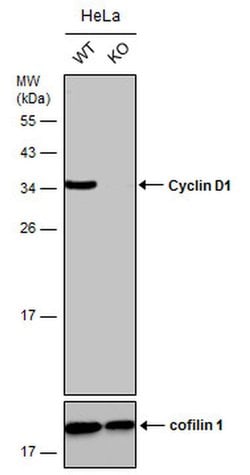 Invitrogen Cyclin D1 Polyclonal Antibody 100 &mu;L; Unconjugated:Antibodies,