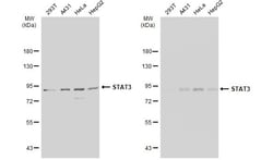 Invitrogen STAT3 Polyclonal Antibody 100 &mu;L | Buy Online | Invitrogen&trade; | Fisher Scientific
