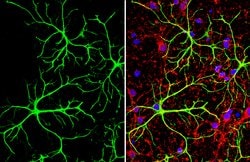 Invitrogen GFAP Polyclonal Antibody 100 &mu;L; Unconjugated:Antibodies,