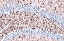 Invitrogen GFAP Polyclonal Antibody 100 &mu;L; Unconjugated:Antibodies,