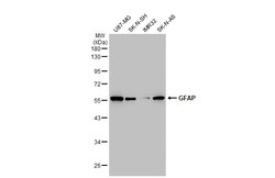 Invitrogen GFAP Polyclonal Antibody 100 &mu;L; Unconjugated:Antibodies,