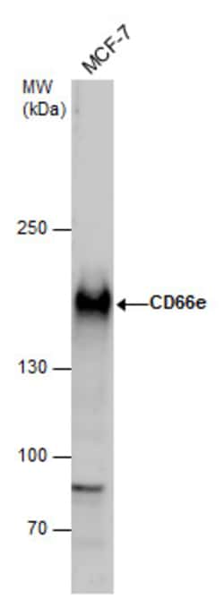 Invitrogen CEA Polyclonal Antibody 100 &mu;L | Buy Online | Invitrogen&trade; | Fisher Scientific