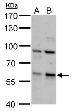 Invitrogen PCTAIRE2 Polyclonal Antibody 100 &mu;L; Unconjugated:Antibodies,