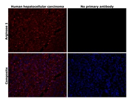 Invitrogen Arginase 1 Polyclonal Antibody 100 &mu;L; Unconjugated:Antibodies,