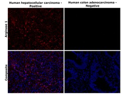 Invitrogen Arginase 1 Polyclonal Antibody 100 &mu;L; Unconjugated:Antibodies,