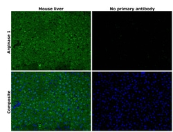 Invitrogen Arginase 1 Polyclonal Antibody 100 &mu;L; Unconjugated:Antibodies,